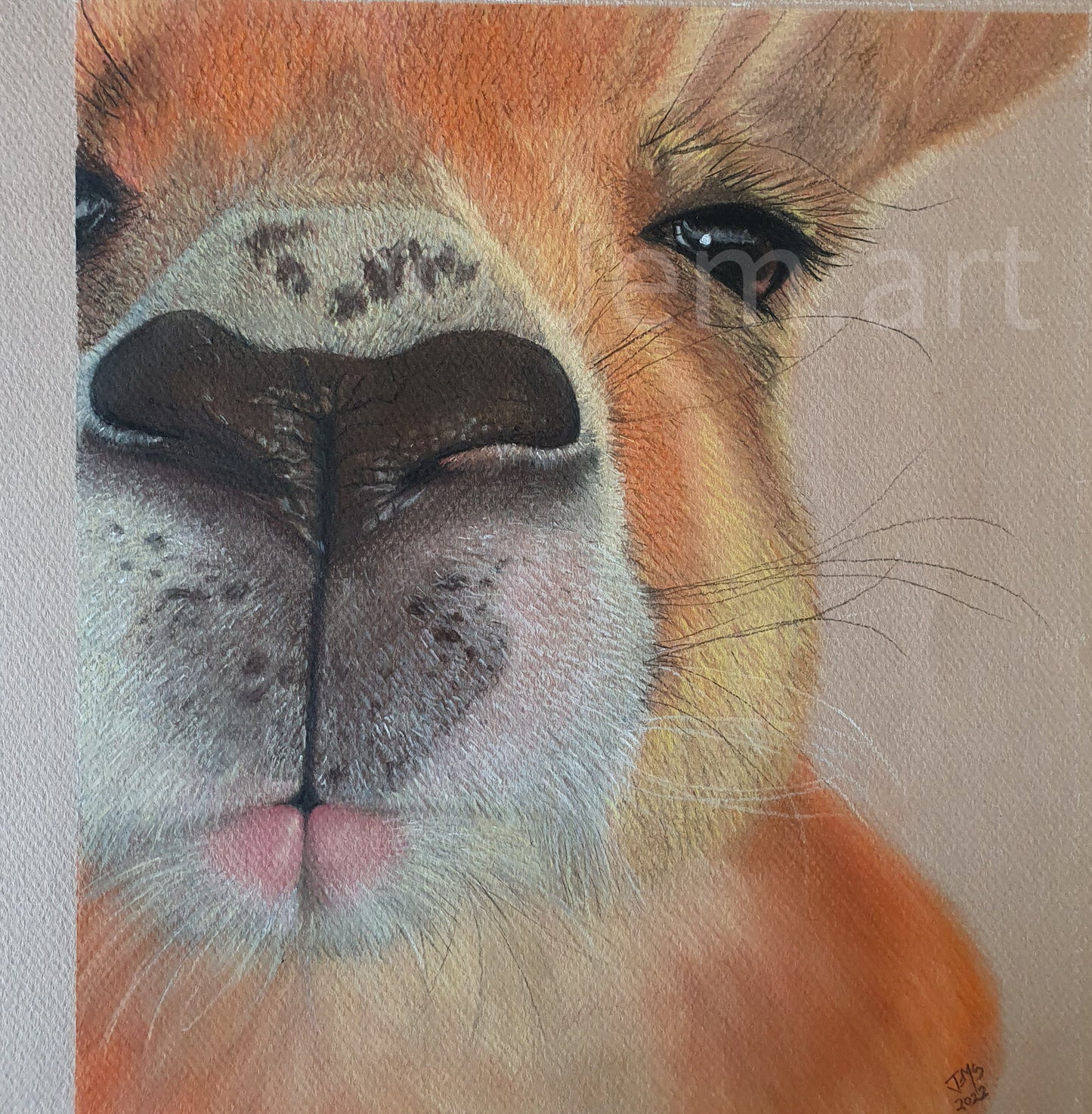 Animal Greeting Card - The Red Kangaroo - Printed Australian Animals