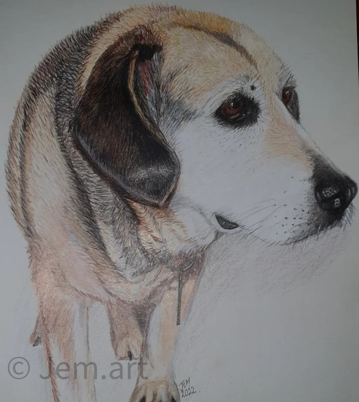 Memorial Animal Portraits