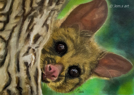 Animal Greeting Card - The Possum - Printed Australian Animals