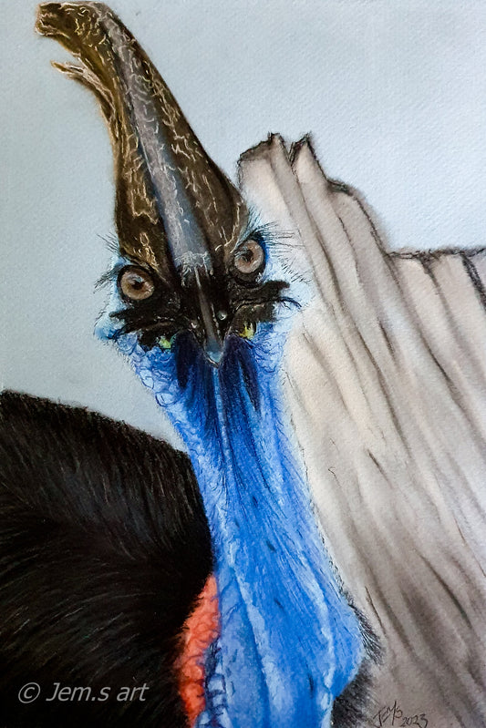 Animal Greeting Cards - The Cassowary - Printed Australian Animals